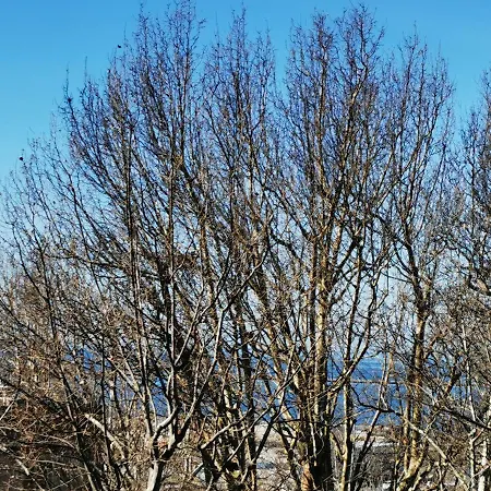 Murat Otto 住宿加早餐酒店